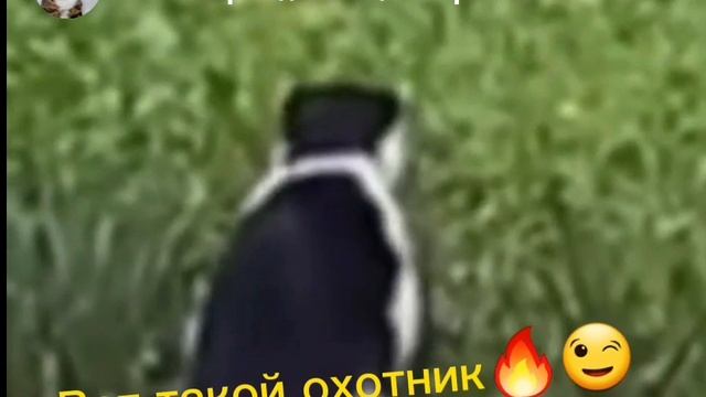 Ловкий охотник