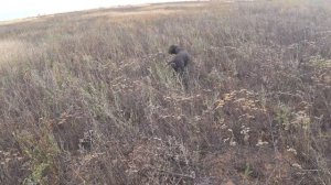 Прогулка с Легавой Собакой Курцхаар Куропатка