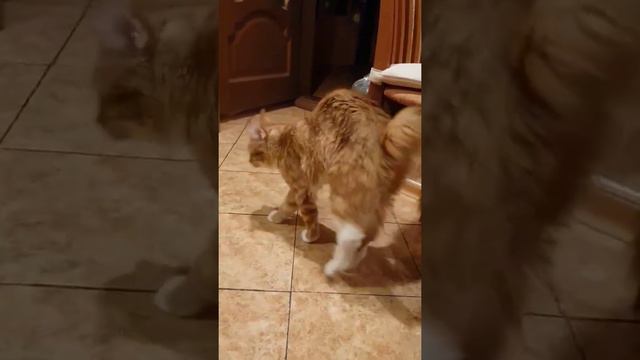 Просто видео с котом Боссом#Кот#Босс#мейнкун#простовидео