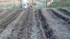 Заравнивание борозд с посаженной картошкой фрезой-"ротаватор"