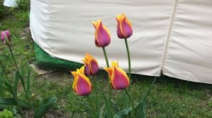Тюльпаны, сорта которых рекомендую всем. Часть 1