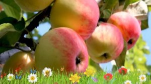 Яблоня обыкновенная Память Черненко ? Обзор: посадка и уход. крупномеры: описание и особенности