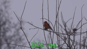 КЛЁСТ-ЕЛОВИК