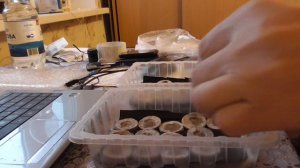 Сеем перец в торфяные таблетки.