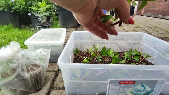 Убираю тонкие побеги у метельчатой гортензии.Черенкование гортензии летом??? смотреть онлайн