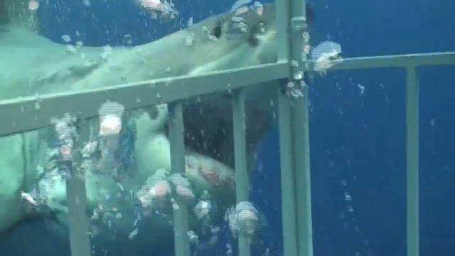 Большая белая акула загляни в пасть СМЕРТИ! смотреть онлайн