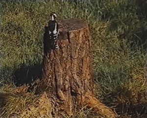 Начальные классы. Природоведение. Чей это пень?