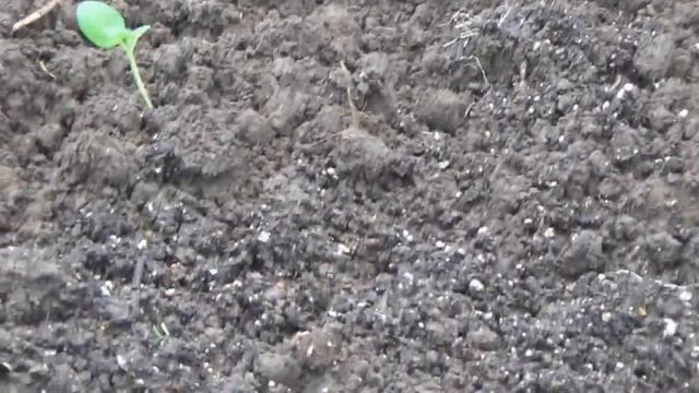 Высадка рассады картофеля в грунт смотреть онлайн