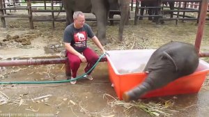 Косатка Выпрыгнула Невероятно Высоко и Напугала Своего Тренера