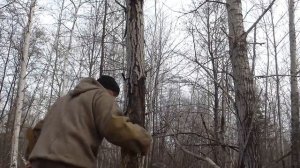 Рубим дерево эвенкийским топором