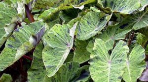 8 JENIS TERBAIK COLOCASIA ESCULENTA || RARE HOUSEPLANT