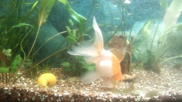 Рыбка в аквариуме смотреть онлайн