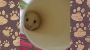 Смешное видео про ДЖУНГАРИКОВ ХОМЯЧКОВ! #смешныехомяки приколы с хомяками  Hamsters like #276