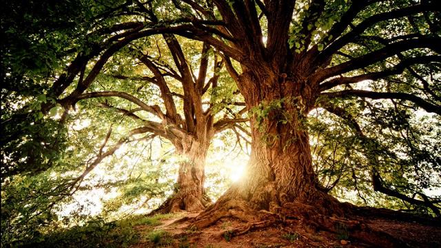 Nature Spirits. Analog Synth Behringer DeepMind 12 Factory Patches. Techno/Dance/EDM/Trance/DDT смотреть онлайн