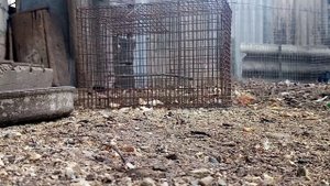 Ловушка для птиц. Ловушка на воробья