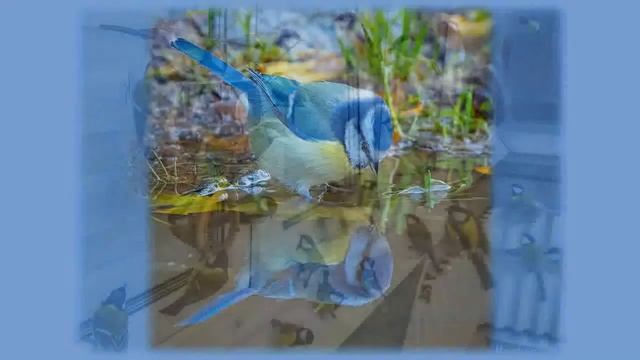 Синичкин день. Он создан по инициативе Союза охраны птиц России и отмечается 12 ноября. смотреть онлайн