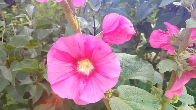 All about my Nature® смотреть онлайн