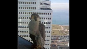 Сокол-птица.wmv