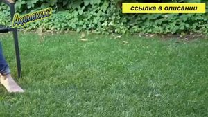 Как посадить газон на даче