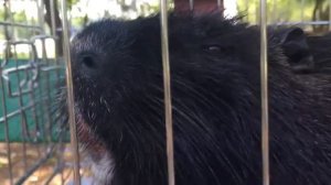 Нутрия орёт