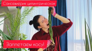 Сансевиерия цилиндрическая пересадка. Заплетаю косу. Уход. Мой опыт