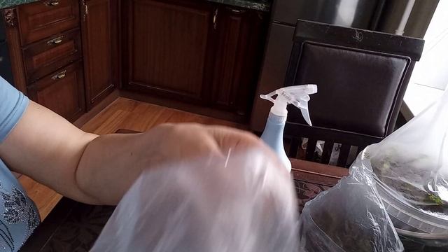эксперимент с проращиванием черенков голубики, брусники и клюквы в условиях квартиры.