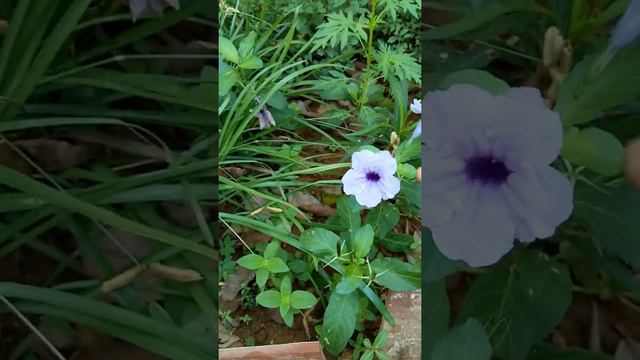 Ruellia tuber rosa or cracker plant care in tamil смотреть онлайн