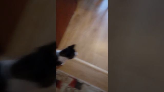 Первый ролик моей дочери. Не судите строго, но она желает знать мнение общества о своем произведени смотреть онлайн