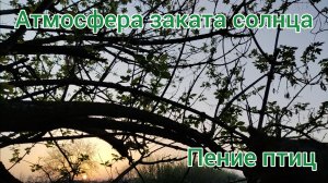 Закат солнца. Звуки природы, пение птиц, звуки леса для релаксации, сна, отдыха, медитации.