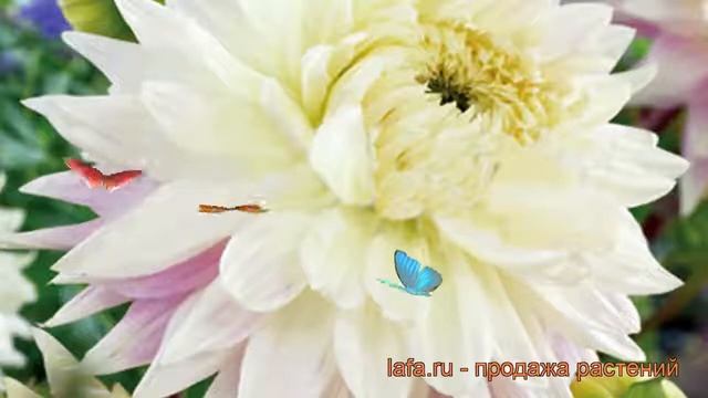Георгина декоративная Киев (dahlia kiev) ? георгина Киев обзор: как сажать рассада георгины Киев