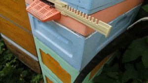 улей в котором можно пчел не осматривать и не беспокоить и в котором пчелы два года не роятся