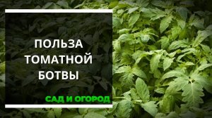 Томатная ботва — использовать можно, выбрасывать нельзя