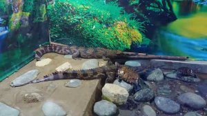 Крокодиловая ферма в Лоо