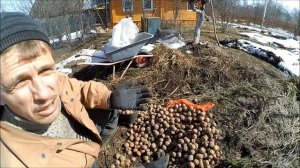 ХРАНЕНИЕ КАРТОФЕЛЯ // Все о хранении картофеля в бурте