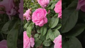 Английская роза Мэри Роуз,Rose Mary Rose,Остин,Великобритания ,1983год.#розыостина #остинки