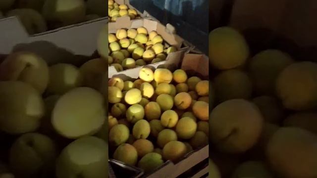 Абрикос Ананасный качество достойное