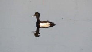 Хохлатая чернеть