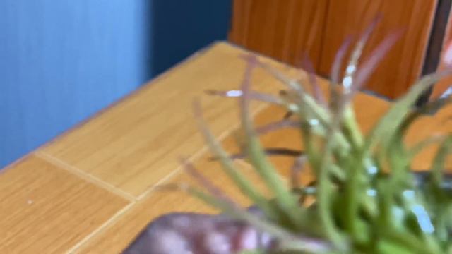 Air Plant - bath time