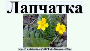 Лапчатка