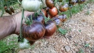 Томат Бифштекс Марши (Marsha's Starfighter Beefsteak)