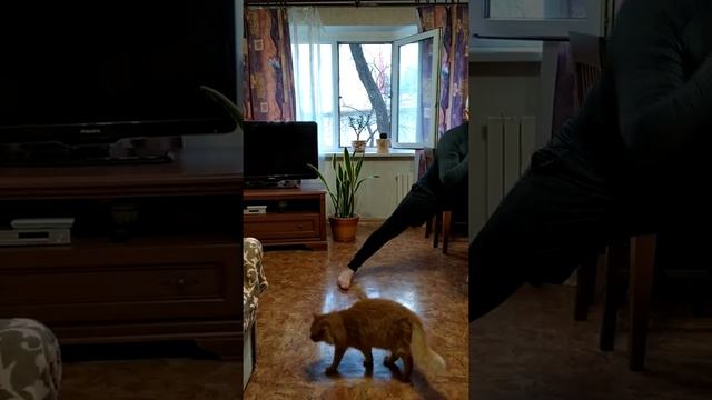 Дистанционный урок физкультуры №2 учителя Мариупольской ОСШИ №11 Донецкого областного совета смотреть онлайн