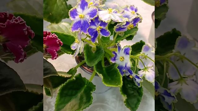 Фиалка Ф-Кузнечик (Фиалковод) смотреть онлайн