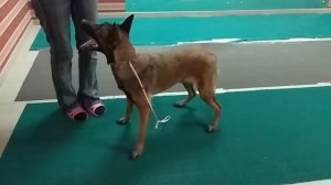 Подготовка к выставке//Малинуа//Моя собака