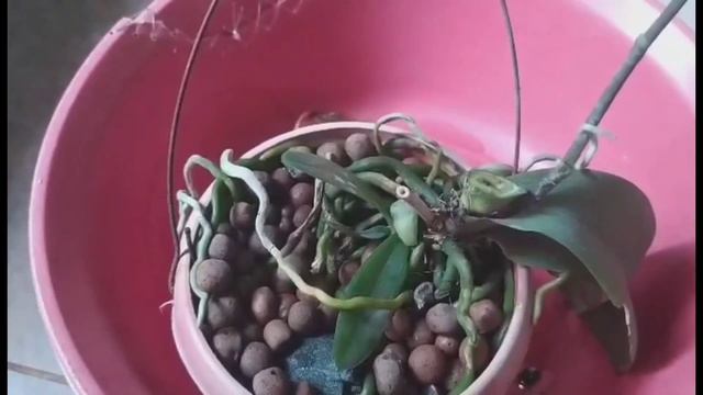 Crown Rot (Phalaenopsis): what to do | Jen's Mini Garden смотреть онлайн