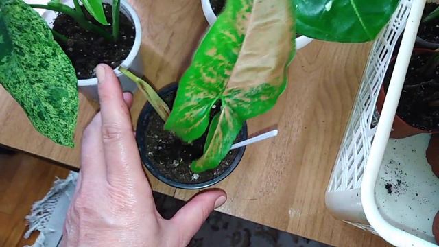 Обзор разных комнатных растений . смотреть онлайн