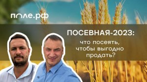 Что посеять, чтобы не прогадать? Особенности выращивания зерновых и масличных в сезоне-2023.