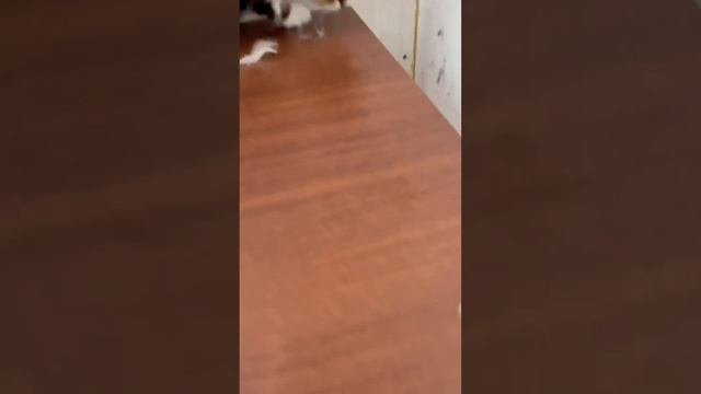 Был качок, стал дрищ | #shorts #стрижкакошек #грумер #кот #котики #кошка #кошки смотреть онлайн