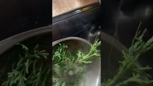 Варим сами Пихтовый отвар чистим бронхи, сосуды, мочеполовую систему