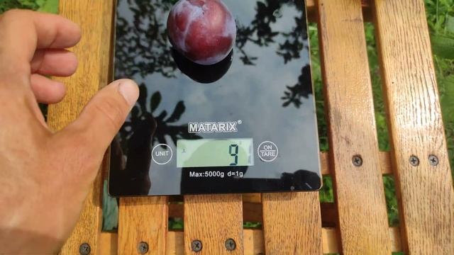 Диплоидная Слива Блю Кармен/Blue Carmen 18.07.2023 смотреть онлайн