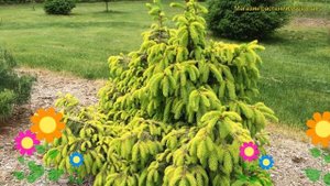 Ель обыкновенная. Краткий обзор, описание характеристик picea abies acrocona golden акрокона